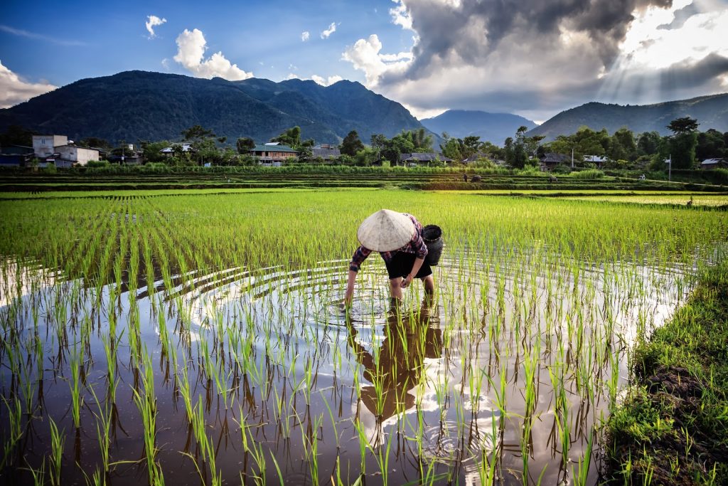 How Thirsty Rice Became the Worlds 3rd Most Important Crop