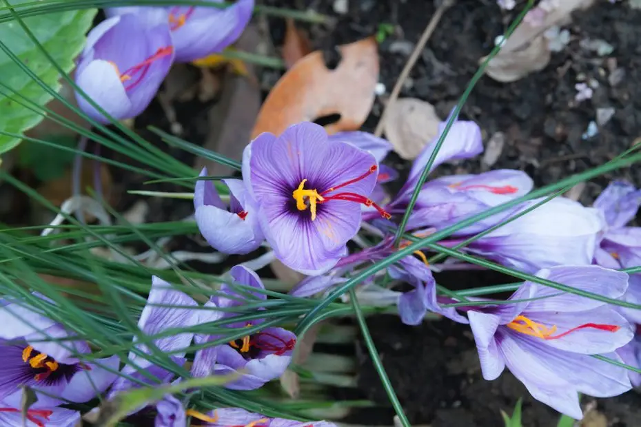 Saffron