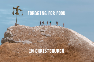 NZ Christchurch Food Forage