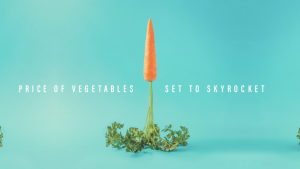 Vegetable Price Skyrocket