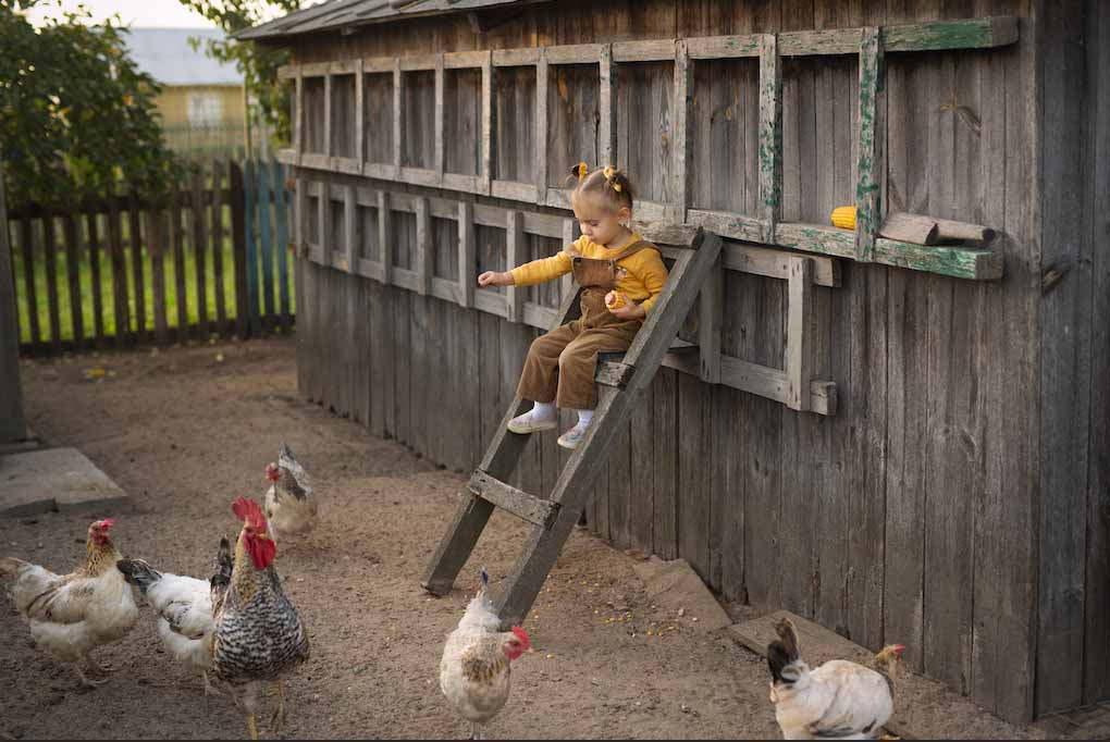 chicken coops with children