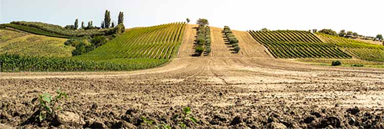 Italian Farm Land